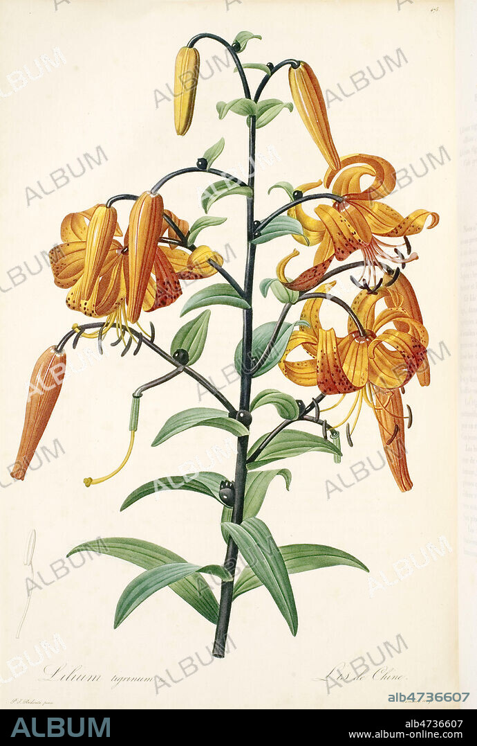 Lilium Tigrinum, Lis de Chine , (Lys Tigre) - Dessin de Pierre-Joseph REDOUTE (1759-1840). Planche Botanique in Choix des plus belles fleurs, dédié à LL. AA. RR. les Princesses Louise et Marie d'Orléans, 1827-1833. Credit MIGNY/KHARBINE TAPABOR.