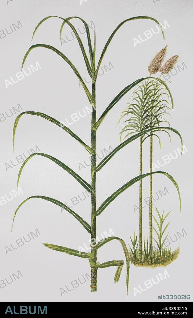 Saccharum officinarum, Sugarcane, historical illustration, 1880.