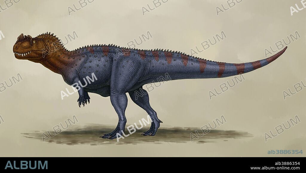 Ceratosaurus dentisulcatus, a theropod from the Jurassic period.