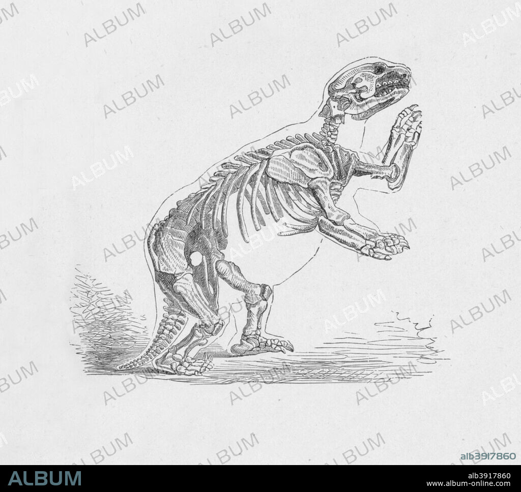 'Skeleton of the Mylodon Darwinii',  c1885, (1890). From Journal of Researchers into the Natural History and Geology of the Countries Visited during the Voyage of H.M.S. Beagle Round the World, under the Command of Captain Fitz Roy, R.N. by Charles Darwin, M.A., F.R.S. [T. Nelson and Sons, London, 1890].