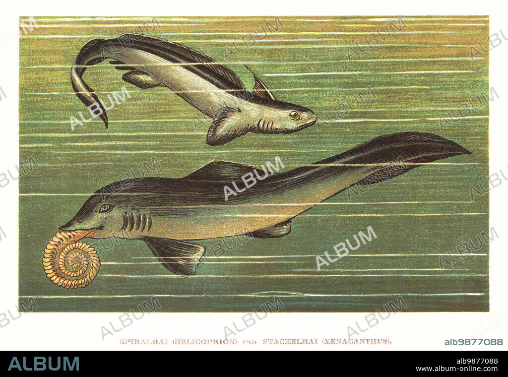 Helicoprion bessonowi, shark-like eugeneodontid holocephalid fish with tooth whorl from the Permian, and prehistoric prickly shark species Xenacanthus decheni of the Devonian and Triassic. Spiralhai, Helicoprion, und Stachelhai, Xenacanthus. Colour printed illustration by F. John from Wilhelm Bolsches Tiere der Urwelt (Animals of the Prehistoric World), Reichardt Cocoa company, Hamburg, 1908.