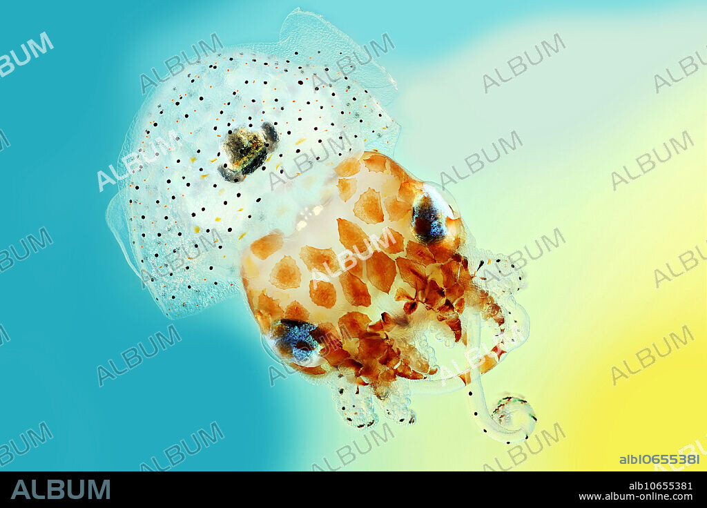 Juvenile Hawaiian bobtail squid, Euprymna scolopes. The squid forms a symbiosis with the bioluminescent bacterium Vibrio fischeri. The light organ (centre) is part of the ink sac-hind gut complex and houses the symbionts. Hawaiian bobtail squid are nocturnal predators, remaining buried under the sand during the day and coming out to hunt for shrimp at night neat coral reefs. The squid have a light organ on their underside that houses a colony of glowing bacteria (V. fischeri). The squid uses this bacterial bioluminescence in a form of camouflage called counter-illumination, masking it's silhouette by matching moonlight and starlight; thus hiding from predators swimming below.