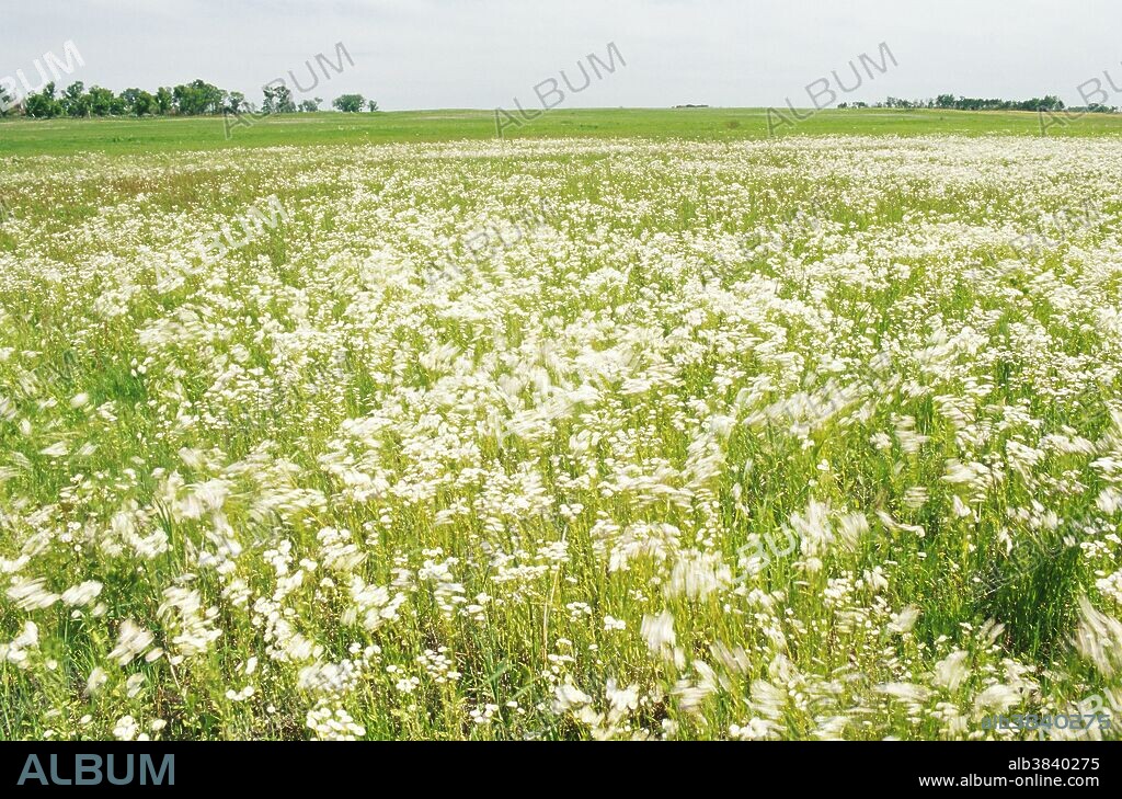 Minnesota - Bluestem Prairie Scientific and Natural Area - a Nature Conservancy Preserve. This preserve harbors 50 species of grasses, 70 types of birds, 20 butterflies, 21 mammals, and more than 250 wildflowers.
