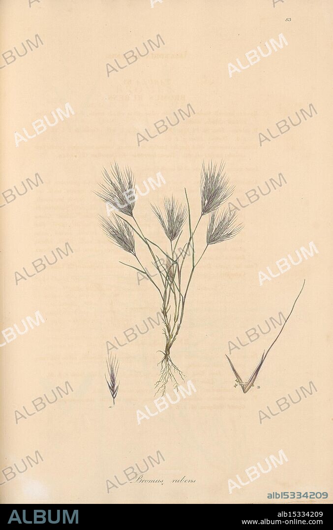 Flora Graeca, sive, Plantarum rariorum historia, quas in provinciis aut insulis Graeciae Londini, Typis Richardi Taylor et socii, in Vico Shoe-Lane, MDCCCVI-MDCCCXL 1806-1840 Greece, Identification, Mediterranean region, Pictorial works, Plants, The illustration showcases a delicate arrangement of slender grass-like plants, identified as 'Bromus rubens.' The central depiction features tall, feathery spikes with long, wispy bristles that emanate from thin, vertical stems. Flanking the main plant are two smaller representations, providing a closer view of individual spikelets and their intricate details. The light background enhances the subtle shades of green and purple in the grass, emphasizing its textual variety and natural elegance. Annotations below the illustration offer scientific nomenclature, grounding the artwork in botanical study.