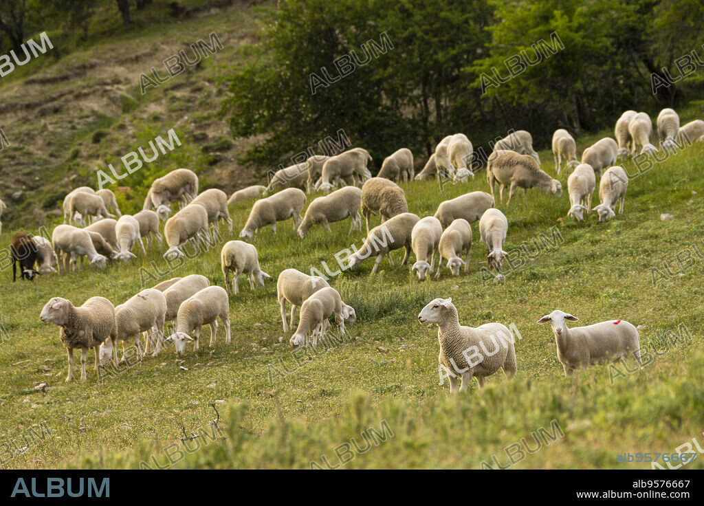 rebaño de ovejas segureñas, El Atunedo, parque natural sierras de Cazorla, Segura y Las Villas, Jaen, Andalucia, Spain.