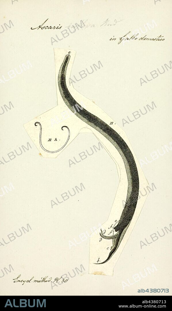 Ascaris inflexa, Print, Image showing life cycle inside and outside of the human body of one fairly well described helminth: Ascaris lumbricoides. Ascaris is a genus of parasitic nematode worms known as the "small intestinal roundworms.