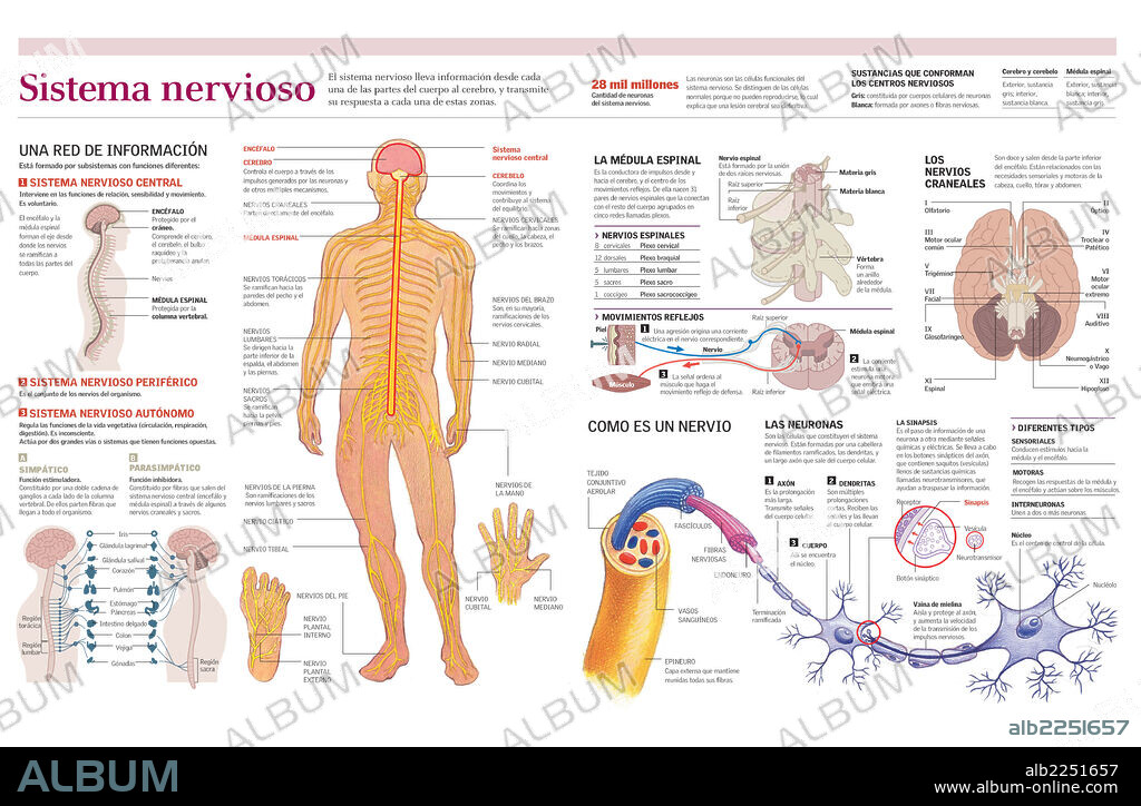 SISTEMA NERVIOSO. Infografía del sistema nervioso humano con detalle en la médula espinal, los nervios craneales y la estructura de un nervio y el funcionamiento de las neuronas.