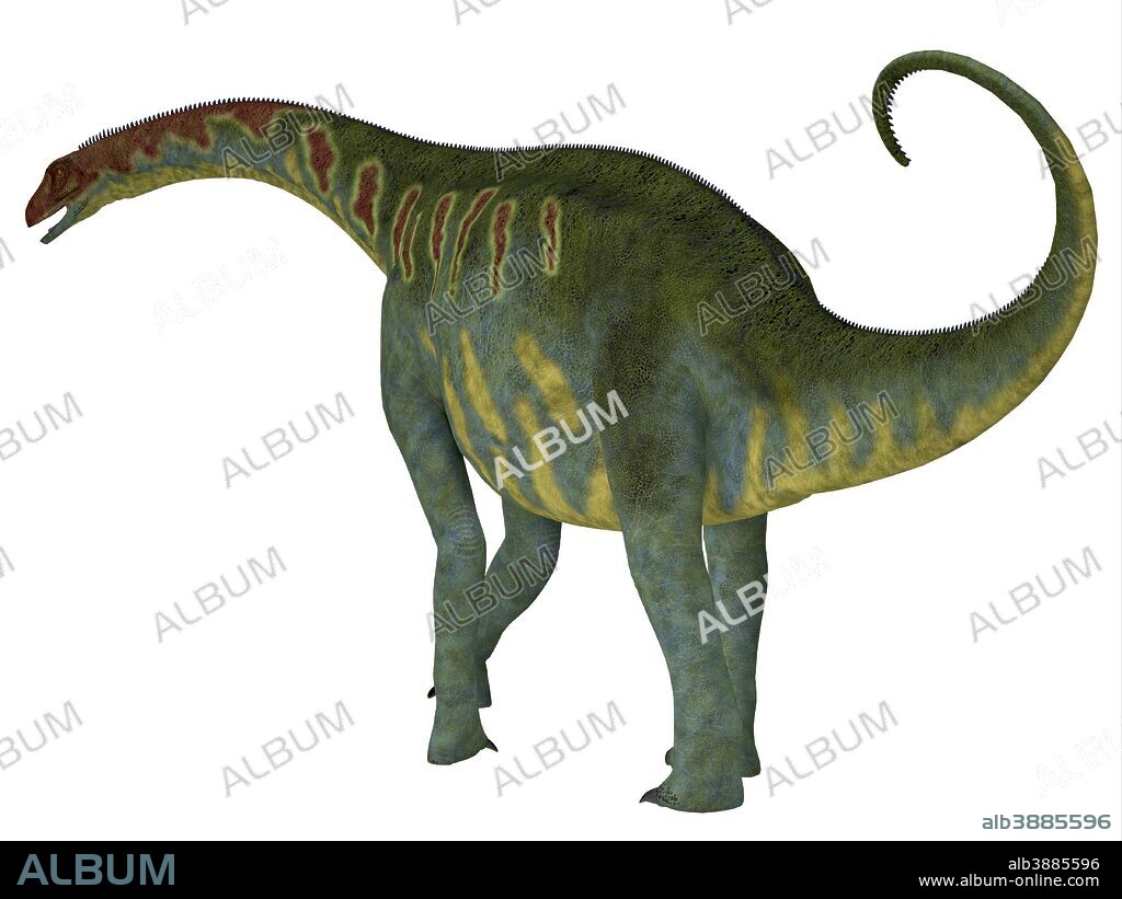 Jobaria dinosaur on white background. Jobaria was a herbivorous sauropod dinosaur that lived in the Jurassic Period of the Sahara Desert in Africa.