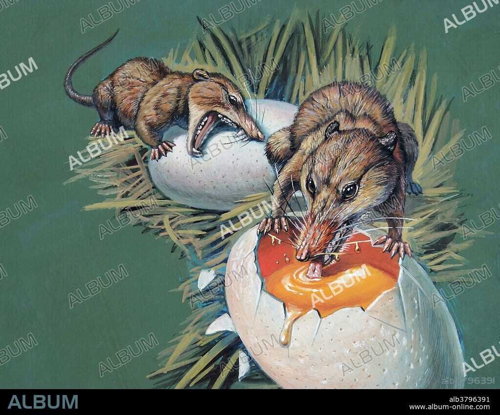 Megazostrodon (Mammaliaform) eating dinosaur eggs, from the Cretaceous era of North America.
