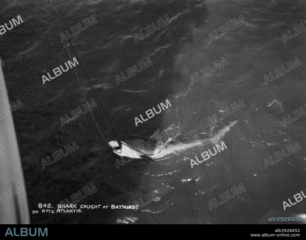 Shark caught by the cruise ship 'Atlantis', off Bathurst, Gambia, 20th century. Bathurst is now known as Banjul. The 'Atlantis' was operated by the Royal Mail Steam Packet Company.