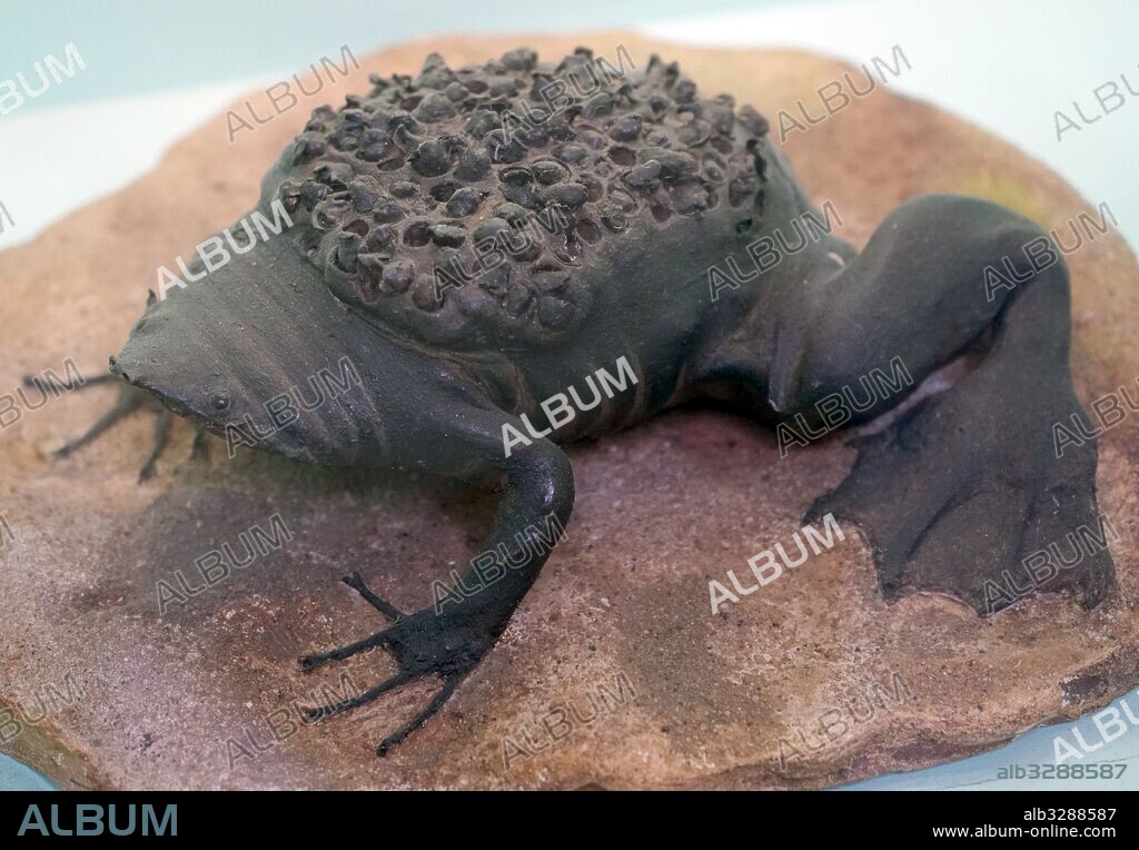 Model of a Common Suriname toad, a species of frog in the Pipidae family found in Bolivia, Brazil, Colombia, Ecuador, French Guiana, Guyana, Peru, Suriname, Trinidad and Tobago, and Venezuela. Dated 21st Century.