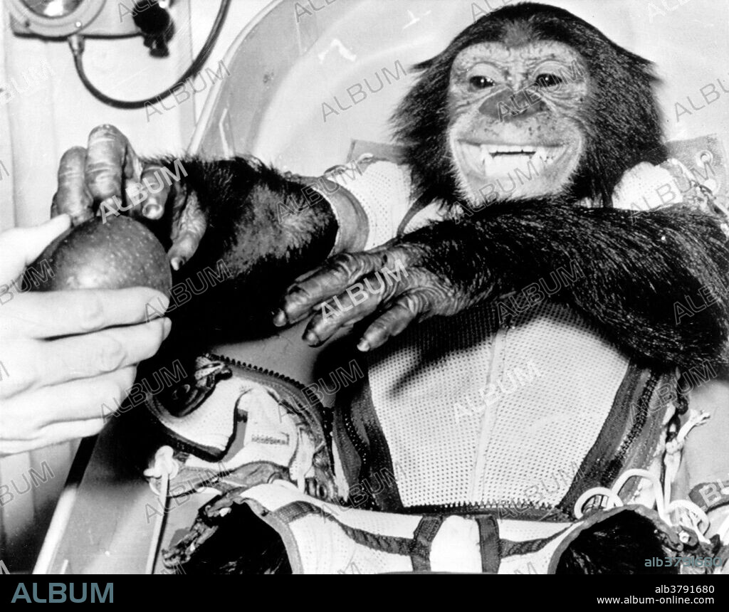 Ham accepts an apple. Closeup view of the chimpanzee Ham, the live test subject for the Mercury-Redstone 2 (MR-2) test flight, following his successful recovery from the Atlantic. The 420 statute mile suborbital MR-2 flight by the 37 pound primate was a significant accomplishment on the American route toward manned spaceflight. On January 31, 1961, a Mercury-Redstone launch from Cape Canaveral carried the chimpanzee, Ham, over 400 miles down range in an arching trajectory that reached a peak of 158 miles above the Earth. The mission was successful and Ham performed his lever-pulling task well in response to the flashing light. NASA used chimpanzees and other primates to test the Mercury capsule before launching the first American astronaut Alan Shepard in May 1961. The successful flight and recovery confirmed the soundness of the Mercury-Redstone systems.