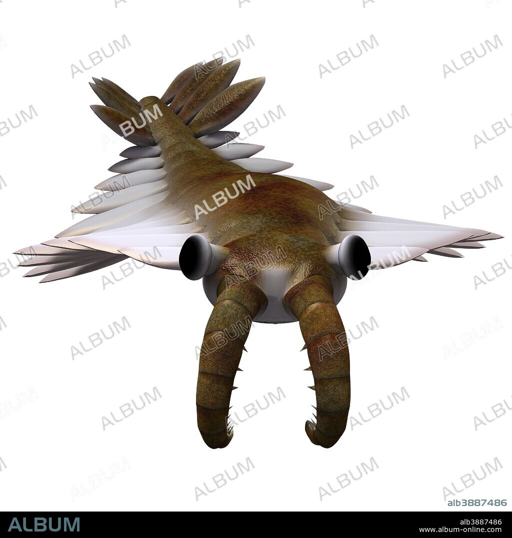 Anomalocaris is the largest known predator of Cambrian seas and hunted smaller arthropods of that time.