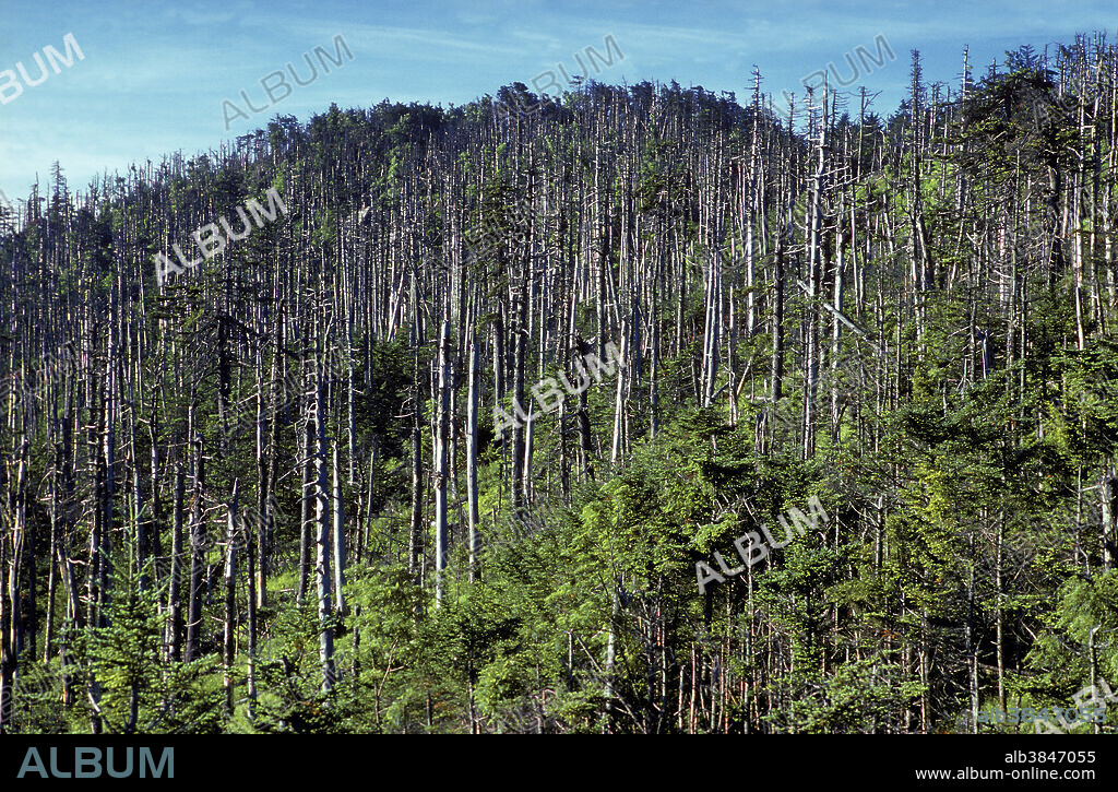 Acid Rain Damage and Forest Decline, Mt. Mitchell, NC.