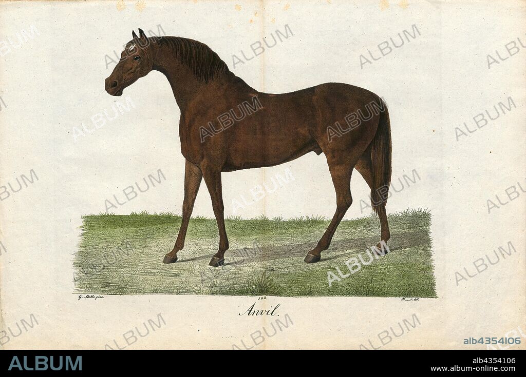 Equus caballus, Print, The horse (Equus ferus caballus) is one of two extant subspecies of Equus ferus. It is an odd-toed ungulate mammal belonging to the taxonomic family Equidae. The horse has evolved over the past 45 to 55 million years from a small multi-toed creature, Eohippus, into the large, single-toed animal of today. Humans began domesticating horses around 4000 BC, and their domestication is believed to have been widespread by 3000 BC. Horses in the subspecies caballus are domesticated, although some domesticated populations live in the wild as feral horses. These feral populations are not true wild horses, as this term is used to describe horses that have never been domesticated, such as the endangered Przewalski's horse, a separate subspecies, and the only remaining true wild horse. There is an extensive, specialized vocabulary used to describe equine-related concepts, covering everything from anatomy to life stages, size, colors, markings, breeds, locomotion, and behavior., 1700-1880.