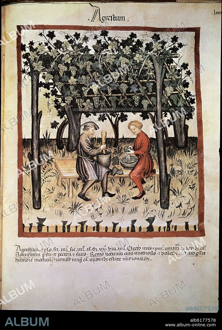 UBUBEHASYM BALDACH. TACUINUM SANITATIS - WINE HARVEST (AGRUM ACID WINE) - MEDIEVAL MANUSCRIPT ON MEDICINE - 14th-15th CENTURY.