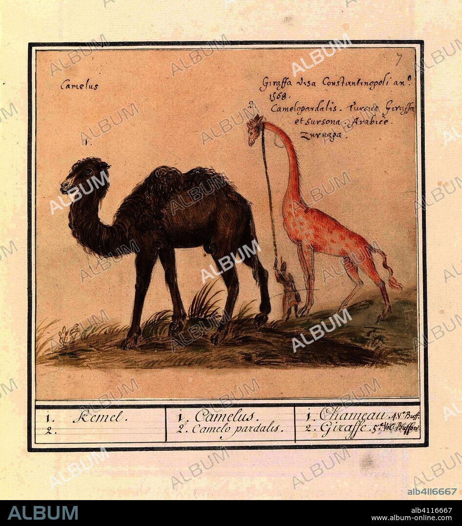 ANSELMUS BOËTIUS DE BOODT. Kameel (Camelus ferus bactrianus) en giraffe (Giraffa). 1. Kemel. 2. / 1. Camelus. 2. Camelo pardalis. / 1. Chameau.  2. Giraffe. (title on object). Draughtsman: Anselmus Boëtius de Boodt. Draughtsman: Elias Verhulst. Dating: 1596 - 1610. Place: Praag. Measurements: h 170 mm × w 188 mm.
