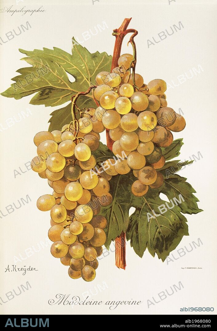 Pierre Viala (1859-1936), Victor Vermorel (1848-1927), Traite General de Viticulture. Ampelographie, 1901-1910. Tome III, plate: Madeleine Angevine grape. Illustration by A. Kreyder.