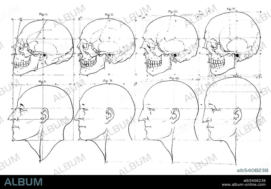 Petrus Camper, Theory of Facial Angle, 1770