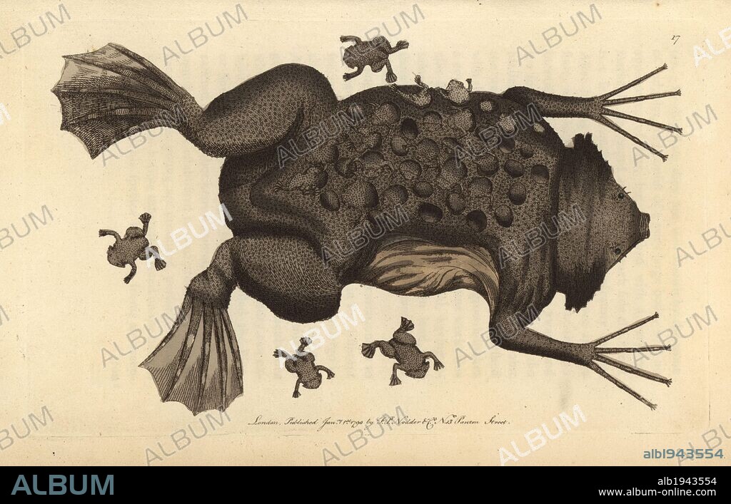 Pipa or Surinam toad. Pipa pipa (Rana pipa). The female Surinam toad is shown with young frogs hatching from their protective pockets inside the mother's skin. . Handcolored copperplate engraving from George Shaw and Frederick Nodder's "Naturalist's Miscellany" (1790).. Frederick Polydore Nodder (1751~1801?) was a gifted natural history artist and engraver. Nodder honed his draftsmanship working on Captain Cook and Joseph Banks' Florilegium and engraving Sydney Parkinson's sketches of Australian plants. He was made "botanic painter to her majesty" Queen Charlotte in 1785. Nodder also drew the botanical studies in Thomas Martyn's Flora Rustica (1792) and 38 Plates (1799). Most of the 1,064 illustrations of animals, birds, insects, crustaceans, fishes, marine life and microscopic creatures for the Naturalist's Miscellany were drawn, engraved and published by Frederick Nodder's family. Frederick himself drew and engraved many of the copperplates until his death. His wife Elizabeth is credited as publisher on the volumes after 1801. Their son Richard Polydore (1774~1823) was responsible for the plates signed RN or RPN. Richard exhibited at the Royal Academy and became botanic painter to King George III. The illustrations are characterized by vivid colouring, fine detail, and a certain posed stiffness in the ornithological portraits, perhaps because they were sketched from dead specimens.