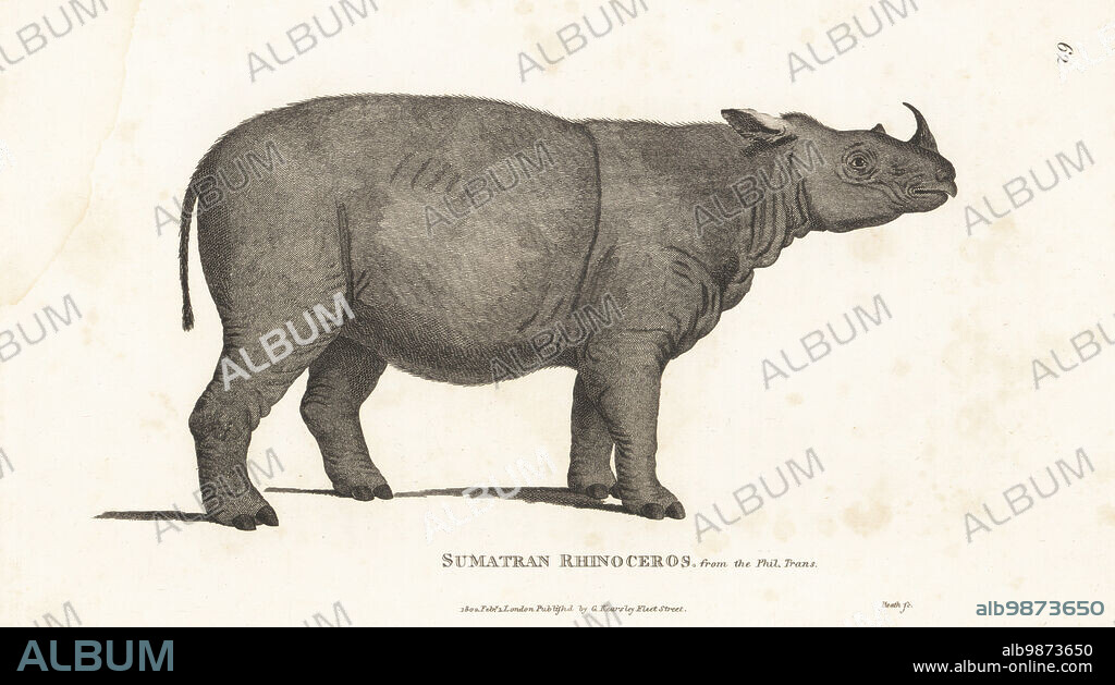 Sumatran rhinoceros, Dicerorhinus sumatrensis. Critically endangered. Sumatran rhino, hairy rhinoceros or Asian two-horned rhinoceros. After an illustration by William Bell, surgeon to the East India Company, in the Philosophical Transactions, 1793. Copperplate engraving by James Heath from George Shaws General Zoology: Mammalia, G. Kearsley, Fleet Street, London, 1800.