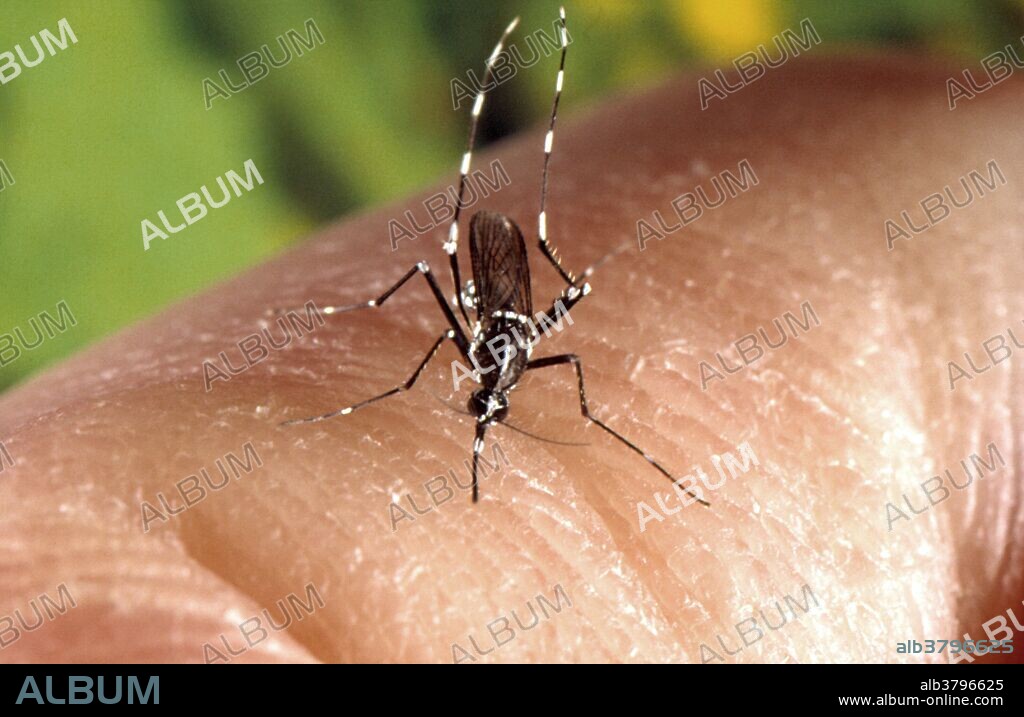 An Asian Tiger Mosquito (Aedes albopictus) female mosquito feeds on a human blood meal. Aedes albopictus is an epidemiologically important vector for the transmission of many viral pathogens, including the West Nile virus, Yellow fever virus, St. Louis encephalitis, dengue fever, and Chikungunya fever, as well as several filarial nematodes such as Dirofilaria immitis. Native to Asia, it has established populations in the United States.