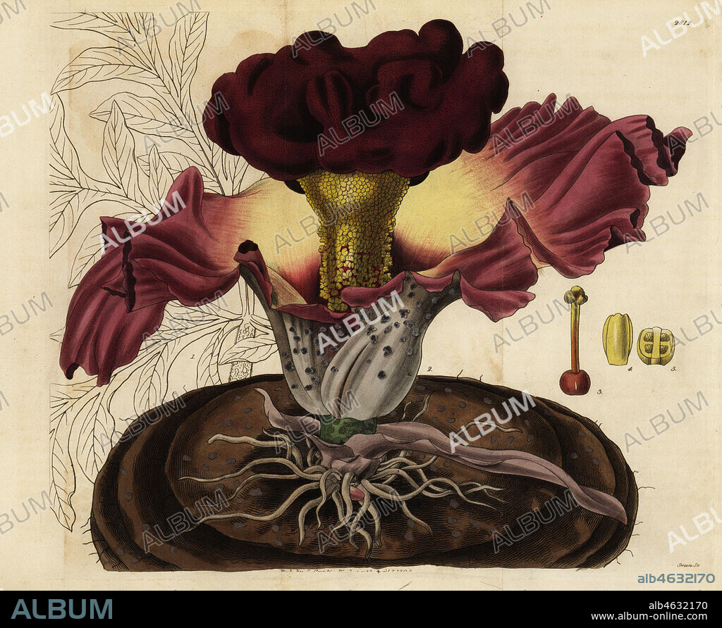 Elephant foot yam, Amorphophallus paeoniifolius (Campanulate arum, Arum campanulatum). Handcoloured copperplate engraving by Swan after an illustration by William Jackson Hooker from Samuel Curtis' Botanical Magazine, London, 1828.