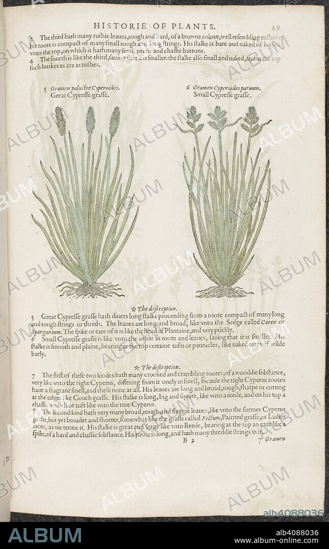 JOHN GERARD. Great Cypress grass and small Cypress grass. Botanical drawings and text descriptions of plants. The herball or Generall historie of plantes. London : Iohn Norton, 1597. Source: 35.g.13-14. Page 19. Language: English.