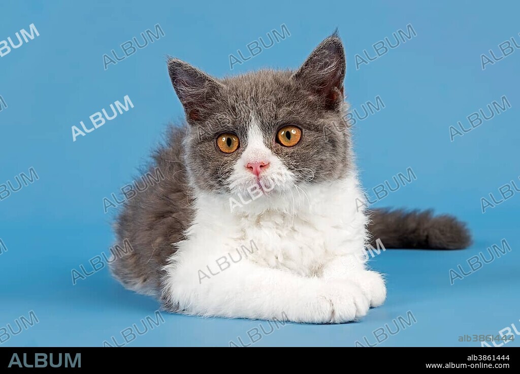 Breed Selkirk Rex Kitten, 10 weeks old, color blue white