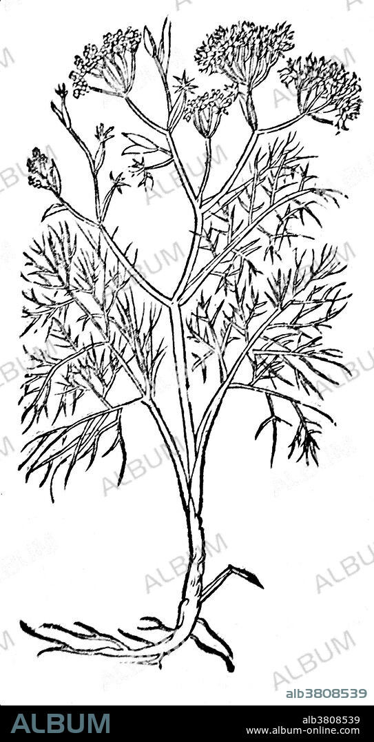 Fennel, Alchemy Plant