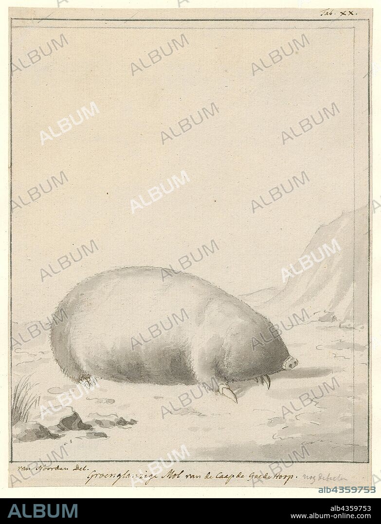 Chrysochloris asiatica, Print, The Cape golden mole (Chrysochloris asiatica) is a small, insectivorous mammal of the family Chrysochloridae, the golden moles. It is native to certain south western regions of South Africa., 1731-1795.