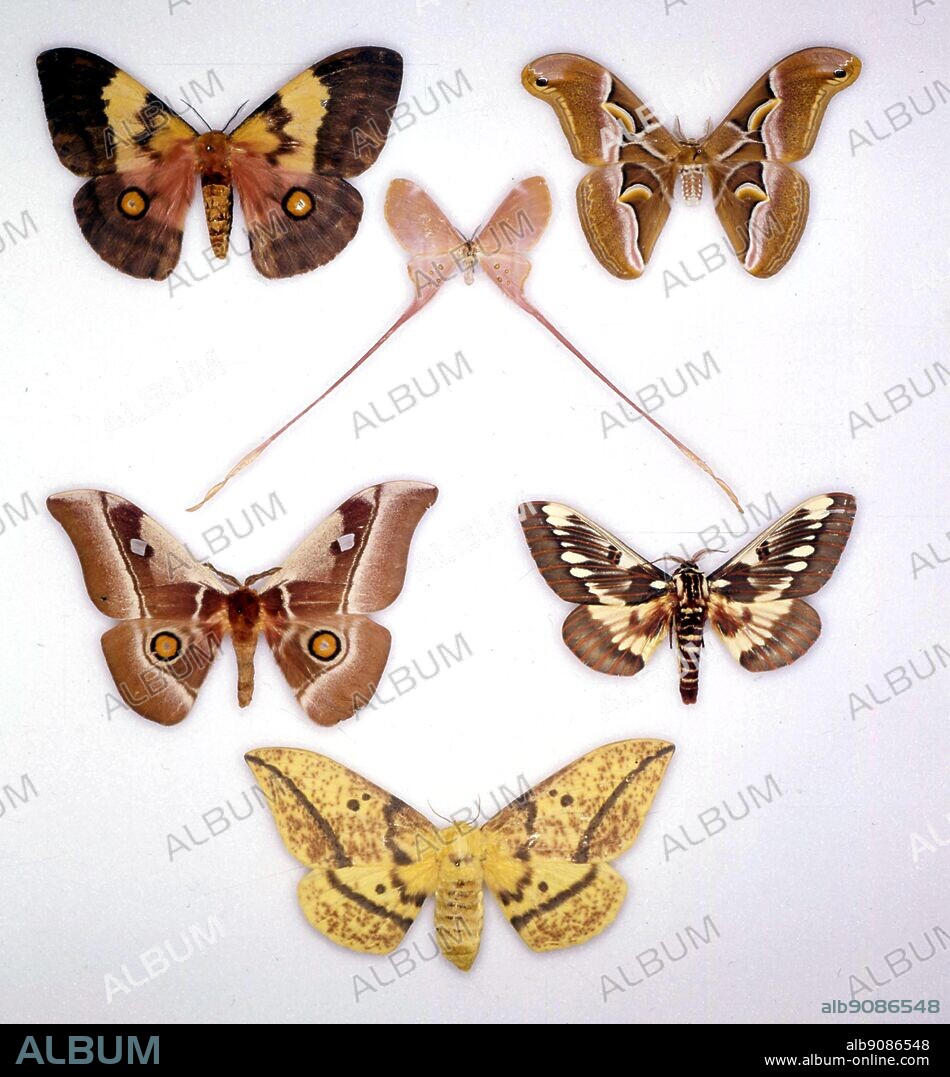 Butterflies/moths - (two big ones at the top) Ubaena fulleborniana and Samia cynthia - (small one in the middle) Eudaemonia brachyura - (two underneath) Bunaea alcinoe, Citheronia splendens - (bottom) Eacles oslari.