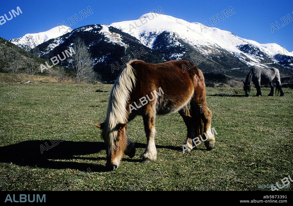 Vall de Boí; caballos en el camino a la de estación de esquí (Alta Ribagorça/ Ribagorza).