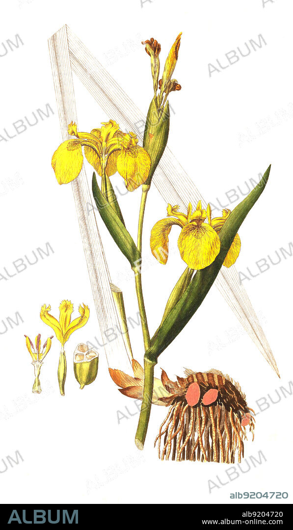 Sumpf-Schwertlilie, Iris pseudacorus, Gelbe Schwertlilie und Wasser-Schwertlilie / Iris pseudacorus, the yellow flag, yellow iris, or water flag, historical, digital improved reproduction of an original from the 19th century / digital restaurierte Reproduktion einer Originalvorlage aus dem 19. Jahrhundert, genaues Originaldatum nicht bekannt.