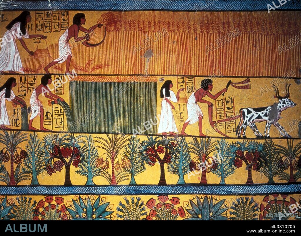 Painting from the burial chamber of Sennedjem, 1200 BC. The civilization of Ancient Egypt was indebted to the Nile River and its dependable seasonal flooding. The river's predictability and the fertile soil allowed the Egyptians to build an empire on the basis of great agricultural wealth. Egyptians are credited as being one of the first groups of people to practice agriculture on a large scale. This was possible because of the ingenuity of the Egyptians as they developed basin irrigation. Their farming practices allowed them to grow staple food crops, especially grains such as wheat and barley, and industrial crops, such as flax and papyrus. The Ancient Egyptian artisan Sennedjem lived in Set Maat (translated as The Place of Truth), contemporary Deir el-Medina, on the west bank of the Nile, opposite Thebes, during the reigns of Seti I and Ramesses II. Sennedjem had the title, "Servant in the Place of Truth". He was buried along with his wife, Lyneferti, and family in a tomb in the village necropolis. His tomb was discovered in 1886.