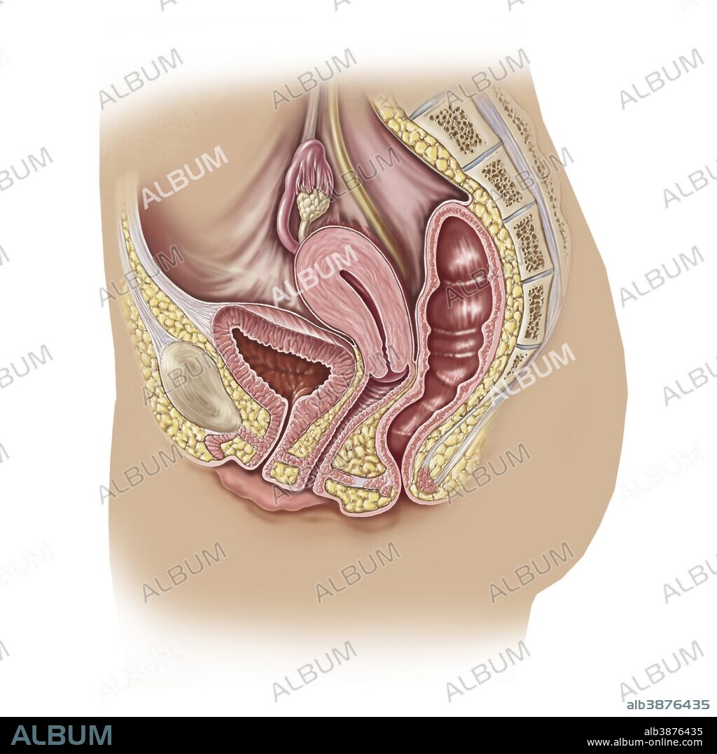 Side view of female reproductive anatomy on white background.