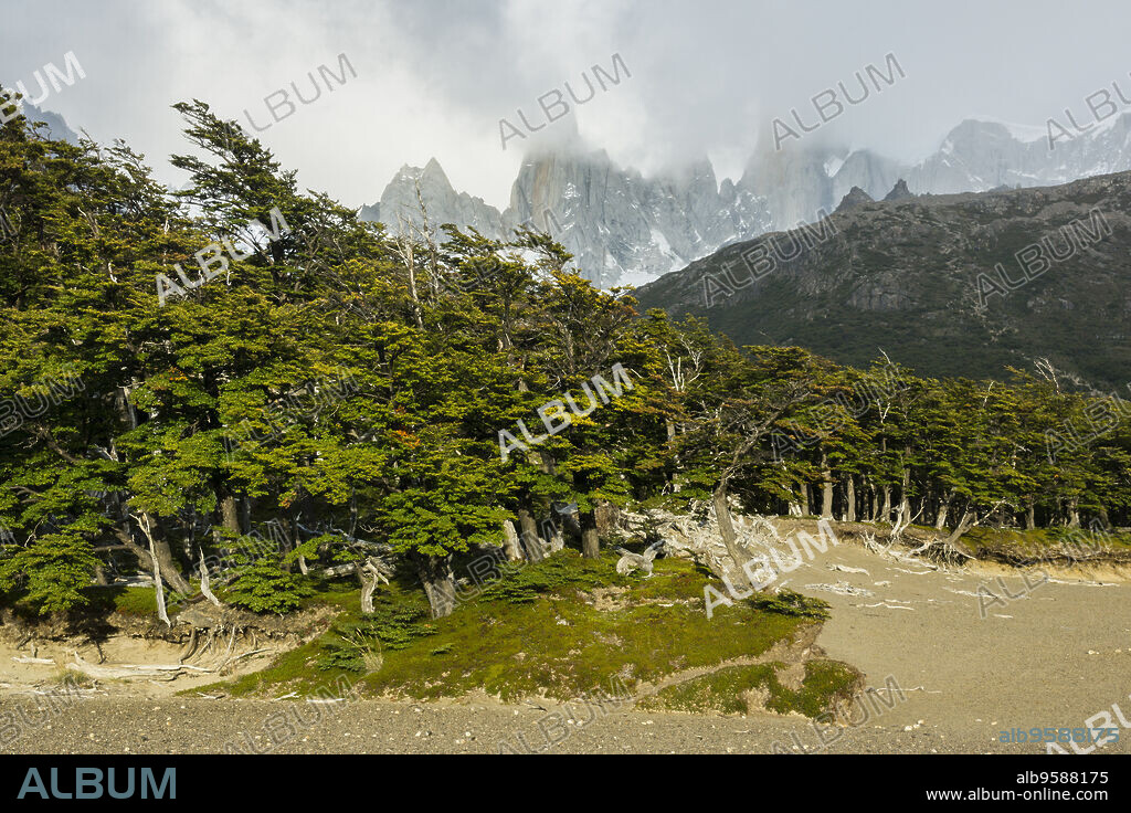 bosque de hayas australes, -Lenga-, Nothofagus pumilio, El Chalten, parque nacional Los Glaciares, republica Argentina,Patagonia, cono sur, South America.