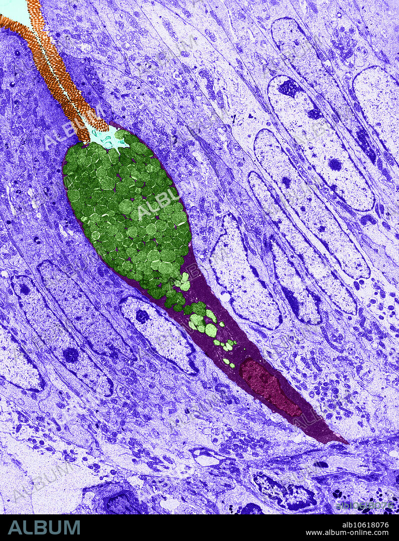 Colour enhanced transmission electron micrograph showing section of ileum, goblet cell between columnar epithelial cells. Magnification 5000x Goblet cell, any of the specialized epithelial cells, such as those found in the mucous membrane of the stomach, intestines, and respiratory passages, that secrete mucus. The goblet cells distend with mucin before secretion and collapse to a goblet shape after secretion. Ileum, the third and lowest division of the small intestine, extending from the jejunum to the cecum.