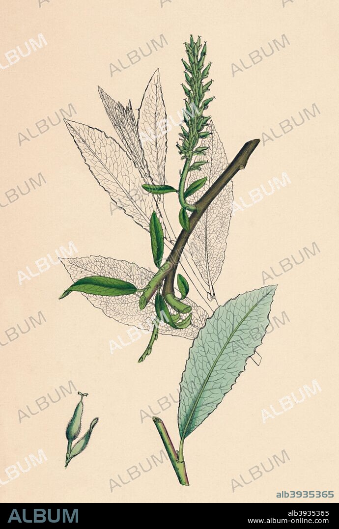 'Salix phylicifolia, var. radicans. Tea-leaved Sallow, var. a.', 19th Century.