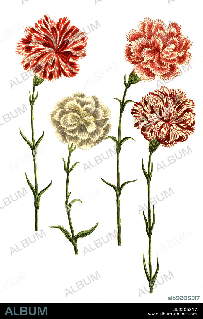 Caryophyllus hortensis, Nelke, Pflanzen Nelkengewächse, Caryophyllaceae, Familie in der Ordnung der Nelkenartigen, Caryophyllales, Digital retuschierte Illustration aus Phytanthoza iconographica von Johann Wilhelm Weinmann, Maler Bartholomäus Seutter und Kupferstecher Johann Jakob Haid und Johann Elias Ridinger, 1740 / Digitally retouched illustration from Phytanthoza iconographica by Johann Wilhelm Weinmann, painter Bartholomäus Seutter and engravers Johann Jakob Haid and Johann Elias Ridinger, 1740.