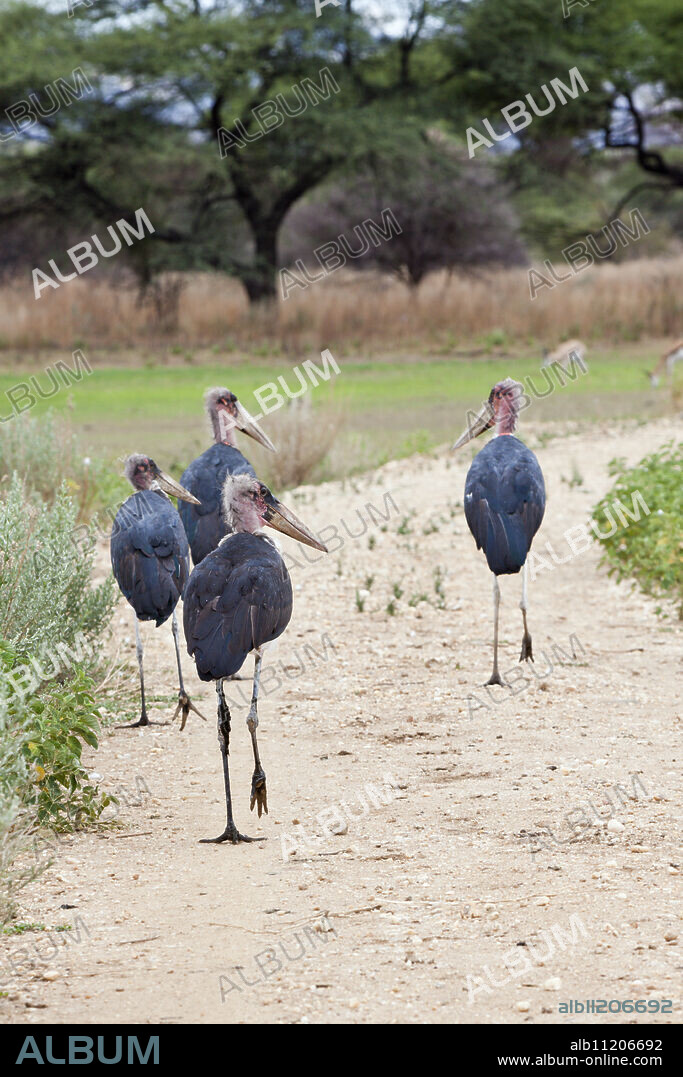 Group of Marabou Storks, Leptoptilos crumeniferus, Namibia.