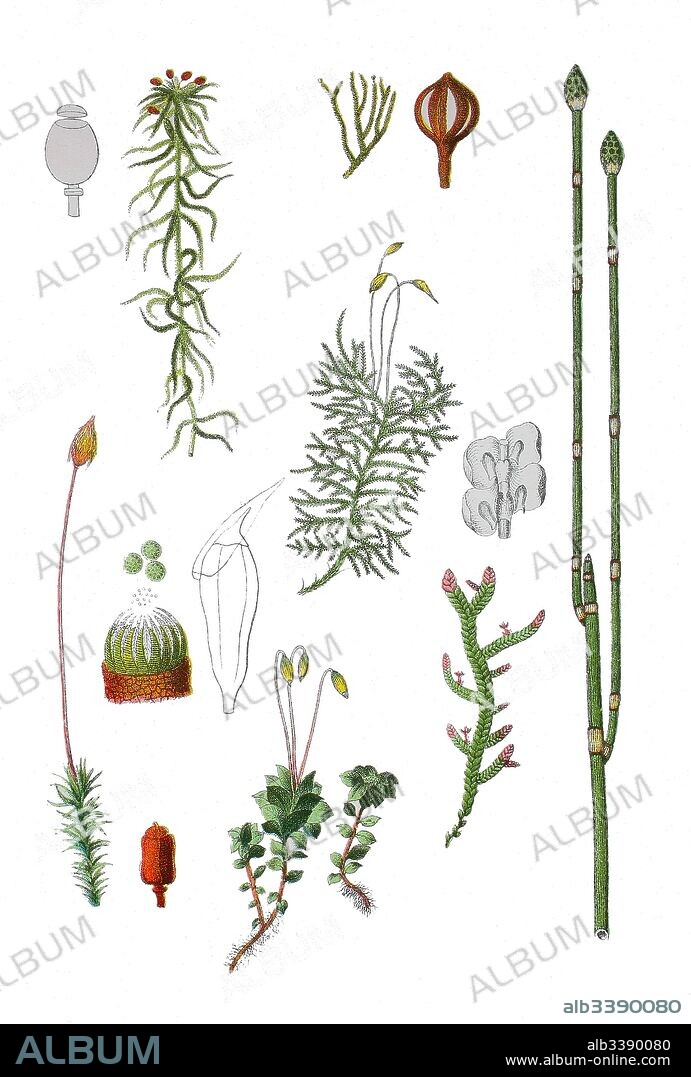 Red bogmoss, Sphagnum capillifolium (left top), common haircap, Polytrichum commune (left bottem), Mnium punctatum (bottem, 2. von left), rough horsetail, Equisetum hyemale (right), Rough-stalked Feather-moss, Brachythecium rutabulum (center).