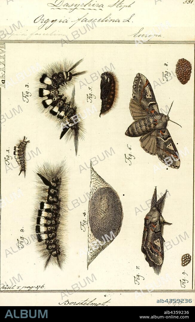 Dasychira, Print, Dasychira is a genus of tussock moths in the family Erebidae described by Jacob Hübner in 1809. They are well distributed all over Africa, Europe, Madagascar, Japan, China, India, Sri Lanka, Myanmar, Java and Australia.