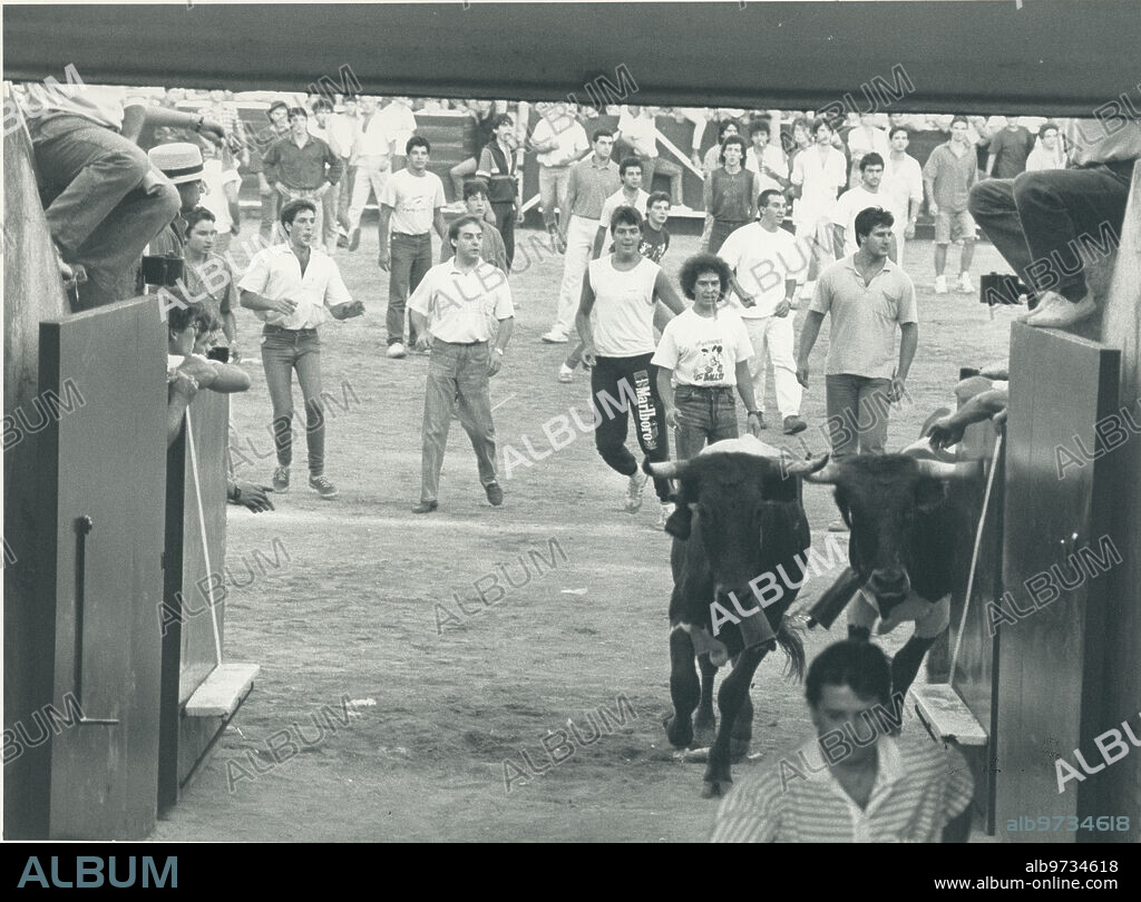 San Sebastián de los Reyes (Madrid), 27/08/1988. La entrada de los toros en los toriles de la plaza, al terminar el encierro del día en las fiestas de San Sebastián de los Reyes.