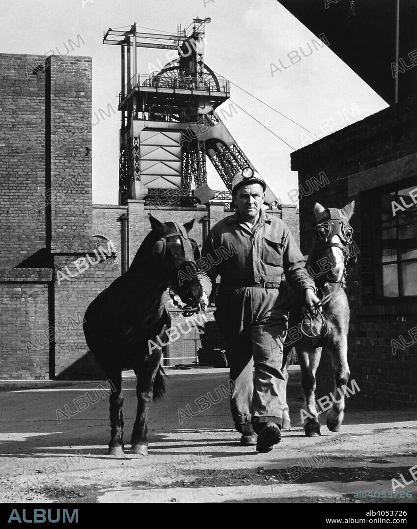 Pit ponies, South Yorkshire, 1967. In 1913 there were 70,000 pit ponies at work in Britain, according to government statistics. When the National Coal Board was formed in 1947, over 21,000 were still working. By 1952 the total number of working ponies had been reduced  to 15,500 and, by 1973, only 490 remained.