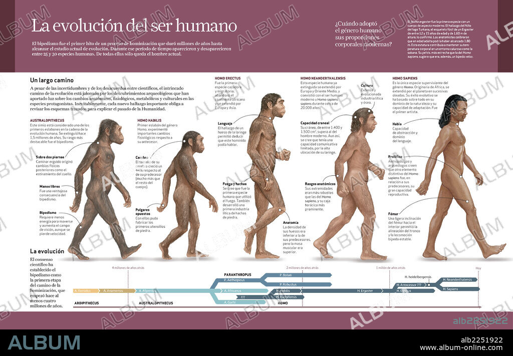 Evolution of Humankind. Infographics about the evolution of Humankind from Australopithecus to Homo Sapiens (from 4 million years to 150,000 ago).
