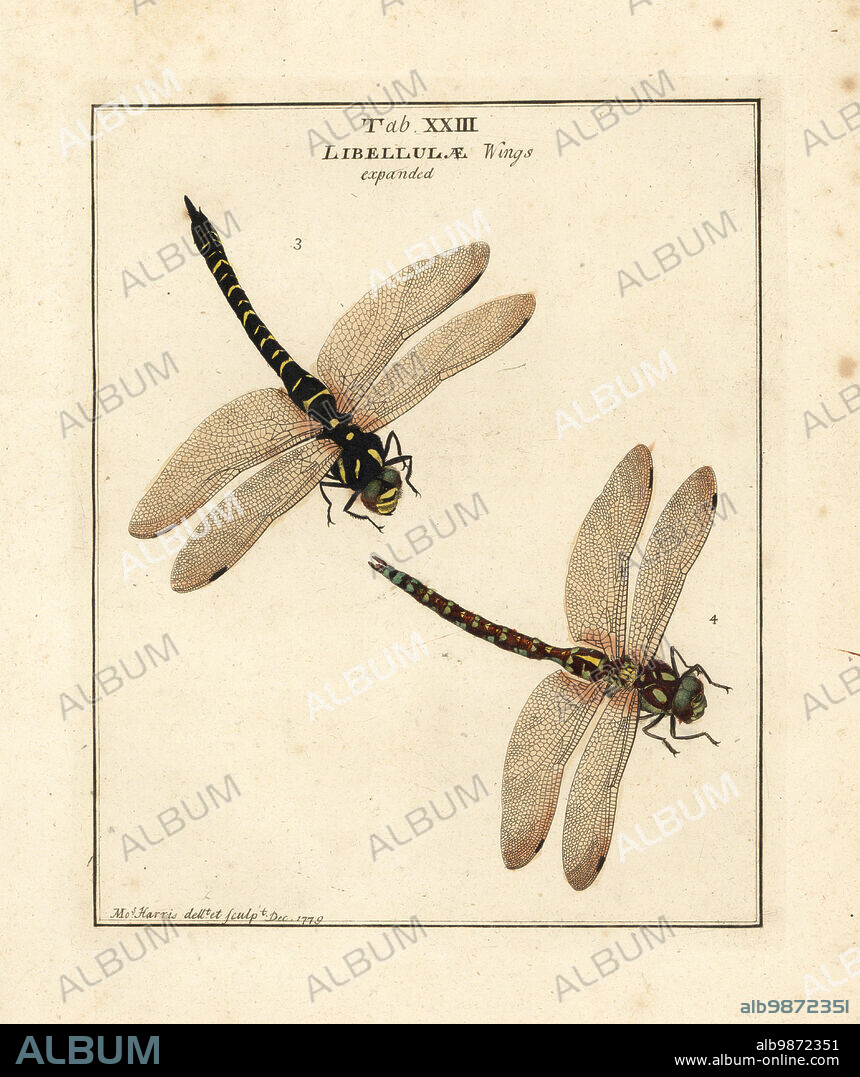 Golden-ringed dragonfly, Cordulegaster boltonii, female 3, and southern hawker or blue hawker dragonfly, Aeshna cyanea, male 4. Libellula forcipata, Libellula anguis. Handcoloured copperplate engraving drawn and engraved by Moses Harris from his own Exposition of English Insects, Including the several Classes of Neuroptera, Hymenoptera, Diptera, or Bees, Flies and Libellulae, White and Robson, London, 1782.