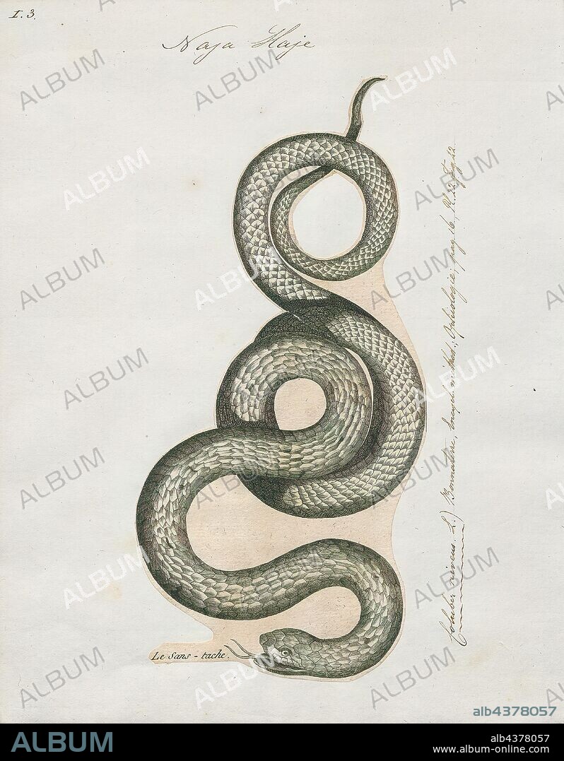 Naja haje, Print, The Egyptian cobra (Naja haje) is a species of venomous snake in the family Elapidae. Naja haje is one of the largest cobra species native to Africa, second to the forest cobra (Naja melanoleuca)., 1700-1880.