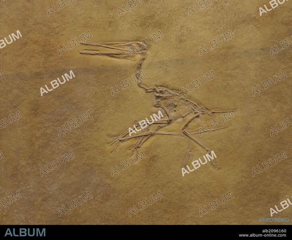 Pterodactylus, género de pterosaurio, cuyos miembros son popularmente conocidos como pterodáctilos. Período Jurásico, entre 150.8-148.5 millones de años. Carnívoro. Fosil de Pterodactylus kochi. Museum fur Naturkunde (Museo de Historia Natural). Berlín. Alemania. Europa.