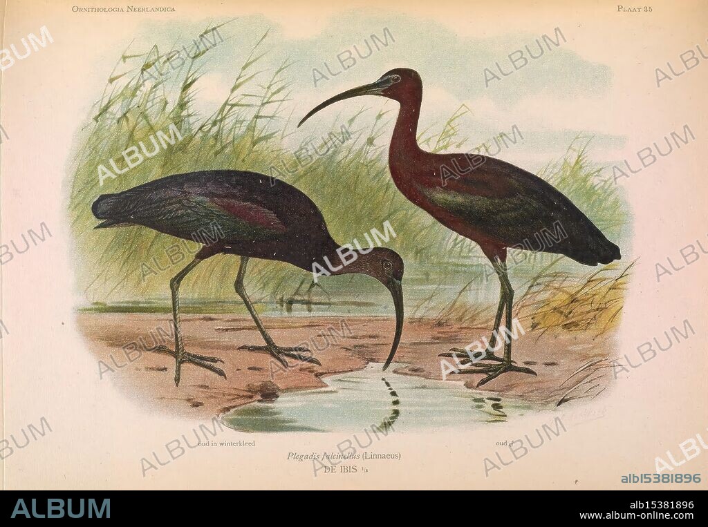 Ornithologia neerlandica 's-Gravenhage M. Nijhoff 1922-35 birds Netherlands Plegadis falcinellus Glossy Ibis Marinus Adrianus Koekkoek 8 Eduard Daniël van Oort Ornithology, The scene features two elegant ibises, showcasing their striking plumage. One ibis stands gracefully with its long neck bent downward as it searches for food in a serene waterway, while the other stands beside it, exhibiting rich dark feathers with hints of iridescence. The background is filled with tall grasses, creating a natural habitat setting. The reflections in the water add a tranquil touch to this depiction of these beautiful waterbirds, highlighting their graceful forms and environment.